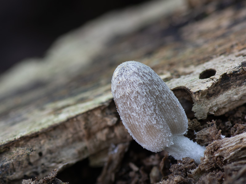 Leucoagaricus pilatianus